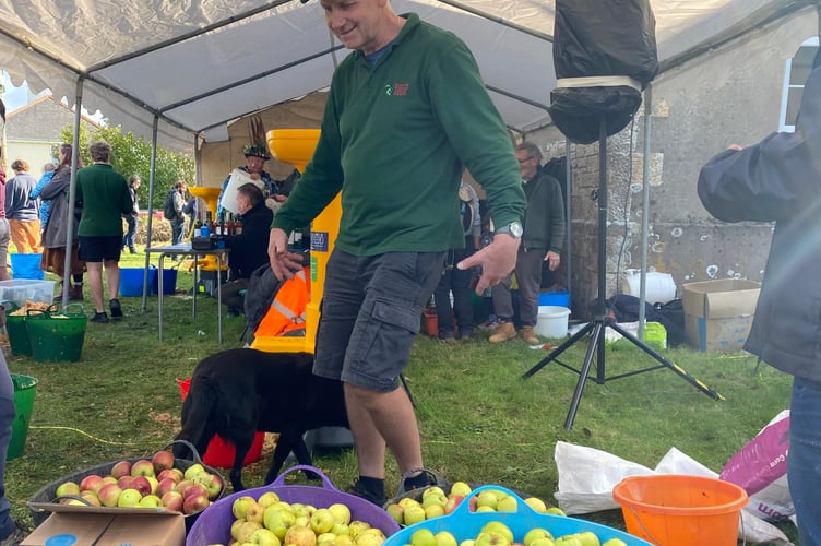 A member of the Tamar Apple Group delighted at the bumper harvest from visitors to Bere Applefest.