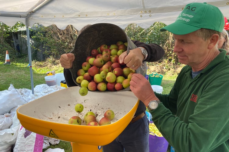 Helping visitors feed the apple juicing machine with their homegrown harvest at Bere Applefest.