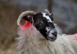 Sheep theft in Lewdown