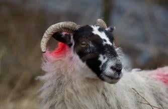 Sheep theft in Lewdown