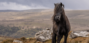 Endangered Dartmoor Pony breed's added protection