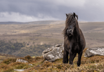 Endangered Dartmoor Pony breed's added protection