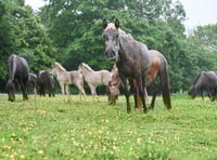 Seventy Icelandic horses saved in Devon