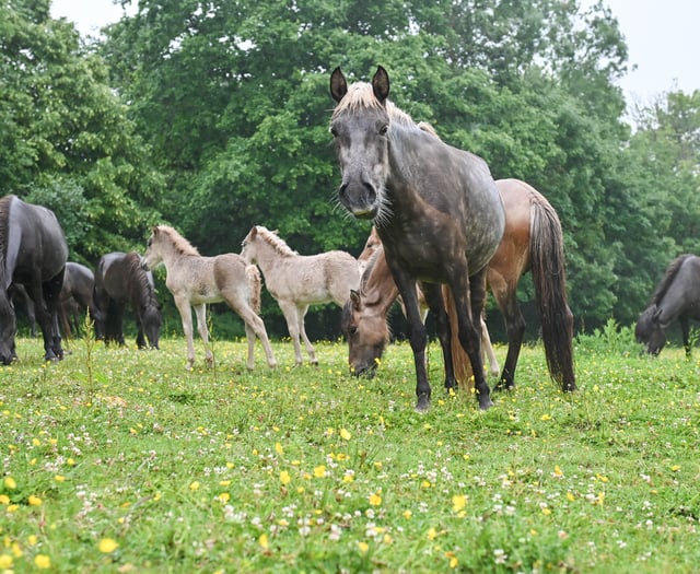 Seventy Icelandic horses saved in Devon