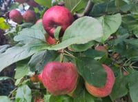 Transition Tavistock: The wealth of wellbeing