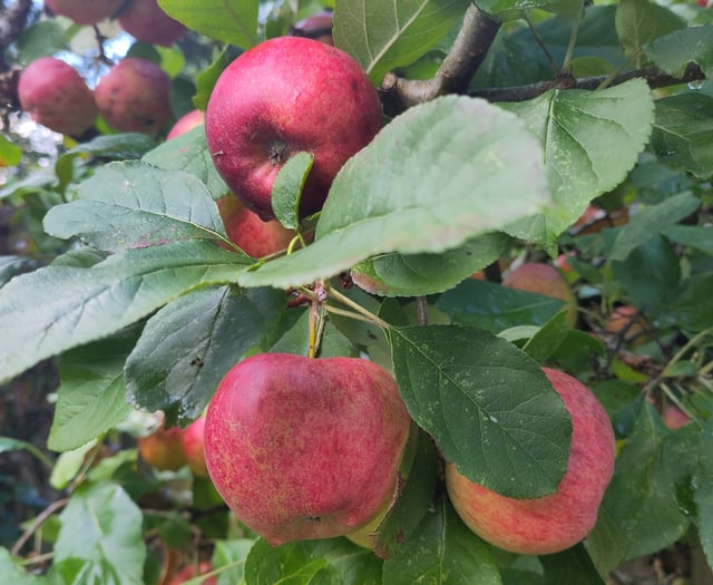 Transition Tavistock: The wealth of wellbeing