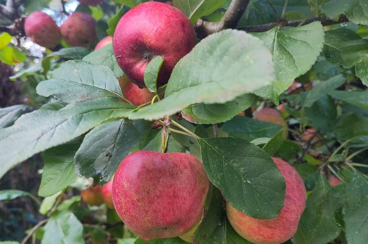 It's been a bumper year for apples.