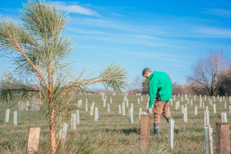 Forestry England will create two new South West woodlands.