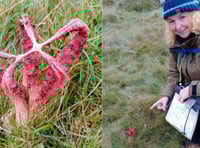Hikers finds rare smelly fungi on Dartmoor