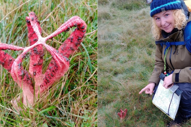 Hikers find rare smelly fungi on Dartmoor