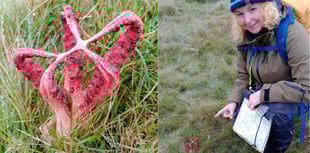 Hikers find rare smelly fungi on Dartmoor