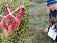 Hikers find rare smelly fungi on Dartmoor