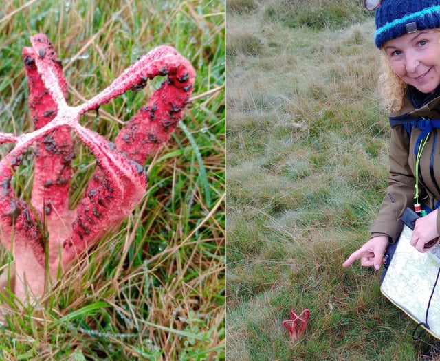 Hikers find rare smelly fungi on Dartmoor