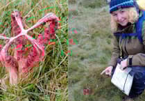 Rare fungi emitting foul odour found on Dartmoor