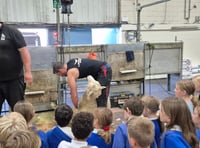 All things farming at major show for children