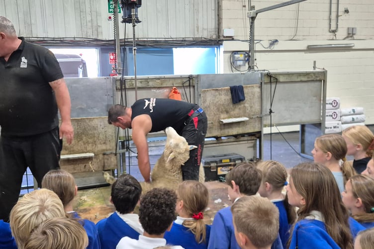 Bere Alston School watch transfixed a fast-paced sheep shearing demonstration at a major exhibition of all things farming for schools.