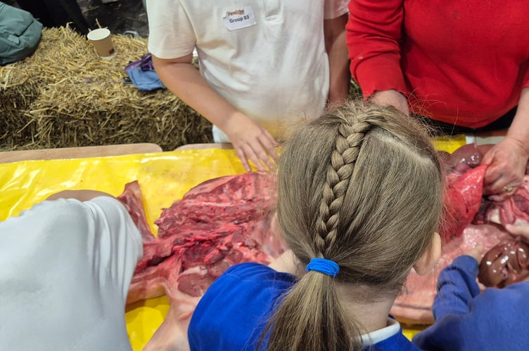 Bere Alston School pupils enjoy getting hands-on with meat at a major exhibition of all things farming and produce for schools.