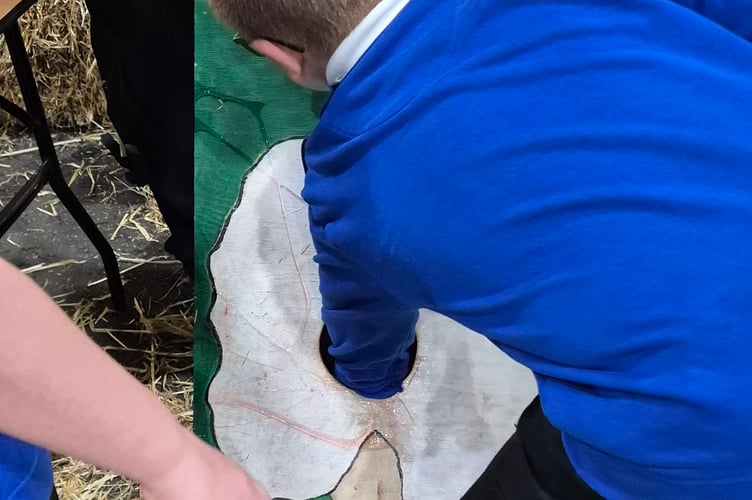 A Bere Alston School pupil has a go at an interactive toy designed to give children an idea of birthing sheep. The fun exercise was one of many attractions at a major exhibition of all things farming and produce for schools to attend.