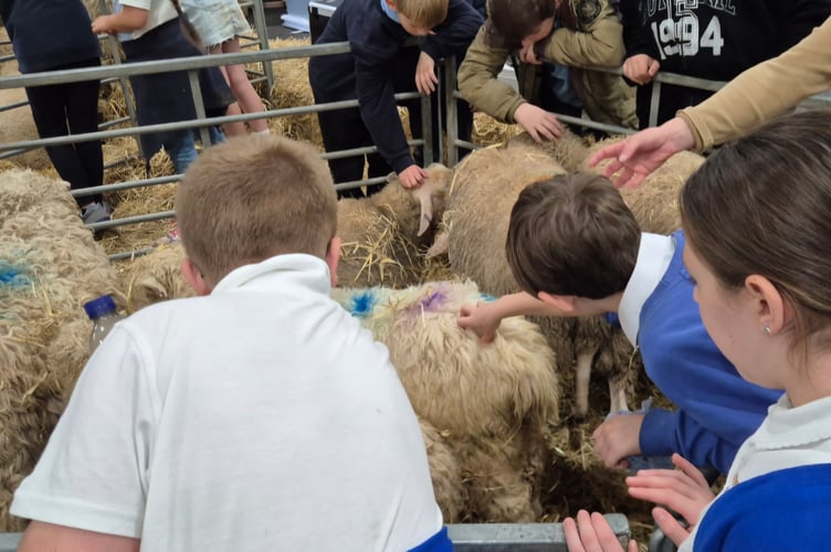 Bere Alston School pupils enjoy getting hands-on with sheep at a major exhibition of all things farming for schools.