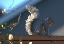 Road noise can actually make squirrels feel safer, University of Exeter study finds