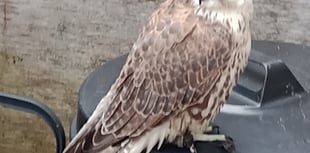 Crash-landed hawk rescued from bird attack