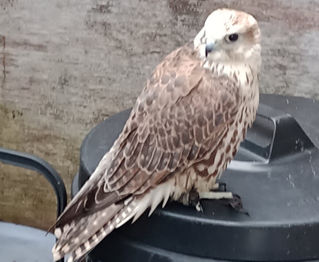 Crash-landed hawk rescued from bird attack