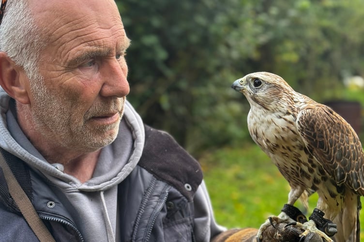 Ally the falcon is safe and sound with owner Clive Piper after his accident crashing into a Tavistock house. Picture by Kyle James.
