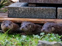 Under-threat otter centre funding success