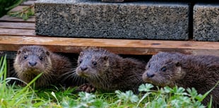 Under-threat otter centre funding success