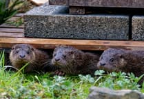 Under-threat Devon otter centre funding success