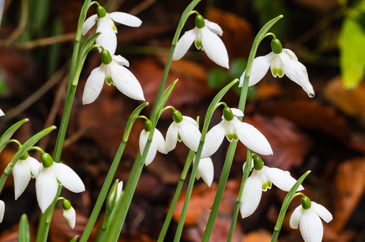 Visitors are amazed to see the early autumn flowers of the hardy species snowdrop, Galanthus reginae-olgae.