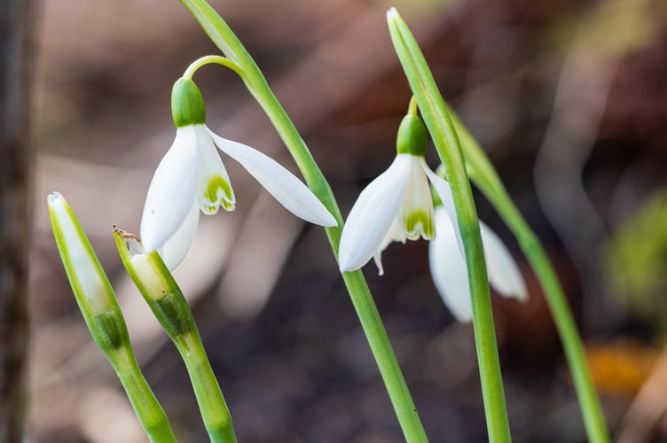 Garden House Visitors are amazed to see the early autumn flowers of the hardy species snowdrop, Galanthus reginae-olgae 'Stavroula'.