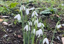 Yelverton garden's early snowdrop splendour amazes visitors