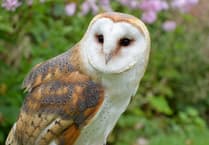 Nature charities call on peers to de-weaponise the Planning Bill