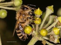 Local dental practice pledges environmental support