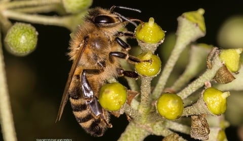 Local dental practice pledges environmental support