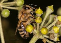 Local dental practice pledges environmental support