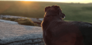 Wildlife victory: Planning amendment dropped