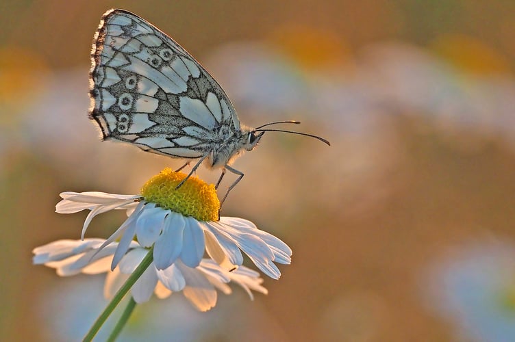 1ST Adrian Davey - Roadford - Marbled White - WW - 1st