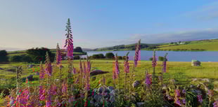 Winning snappers in focus