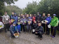 Moor Trees' record seed harvest