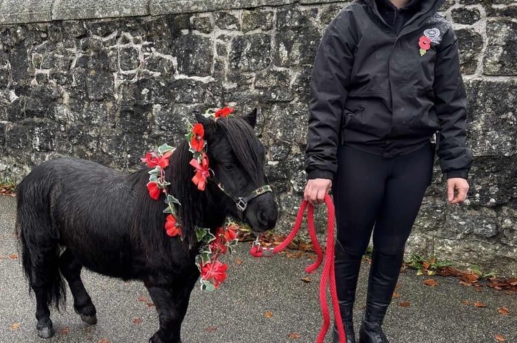 Pepper the pony with poppy garlands at Princetown remembrance events, from Dartmoor Carriages. Photo by Aimee Wildgoose.