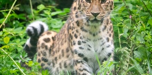 Amur leopard cub born at Dartmoor Zoo