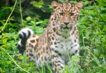 Rare Amur leopard cub born at Dartmoor Zoo