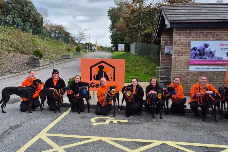 Gables Dogs & Cats Home staff with the ex-racing greyhounds.