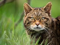 Wildcats could return to South West