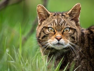Wildcats could return to South West