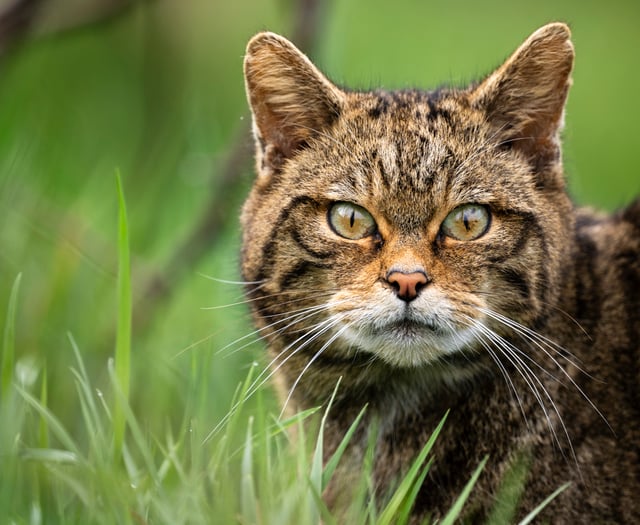 Wildcats could return to South West