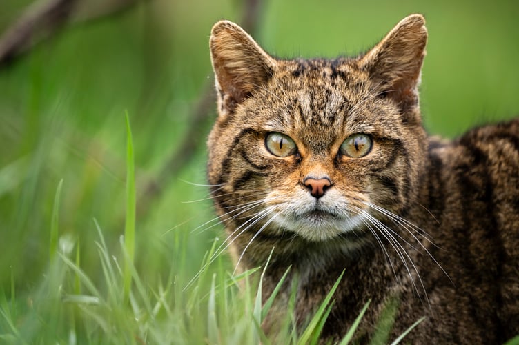 Wildcats are secretive and active mainly by night. They avoid people and pose no threat to humans.