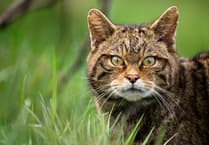 Wildcats return to South West is feasible, new report finds